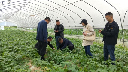 省農(nóng)技專家深入我縣指導糧油生產(chǎn) 助力種植技術優(yōu)化升級