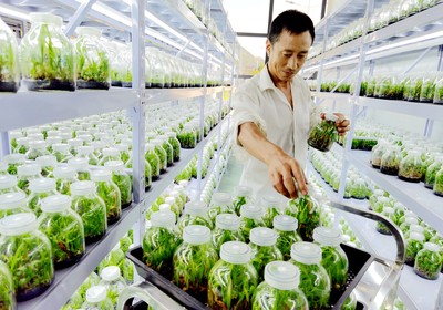 房縣擦亮“藥庫”品牌 藥材種植技術開發(fā)引領產(chǎn)業(yè)升級