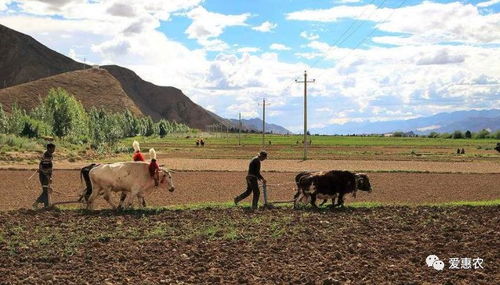 農業機械科技飛速發展與種植大戶的技術脫節 矛盾與解決之道