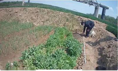 重要提醒！別再把它當野菜種植了！種植技術開發指南