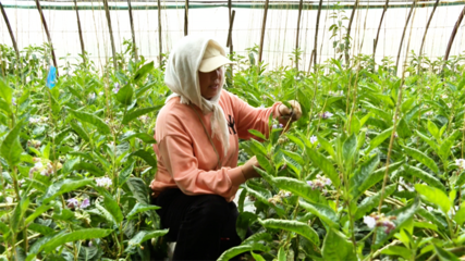 張掖市人民政府推動種植技術開發，助力農業現代化