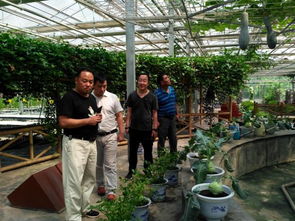 城關街道五里鋪村干部赴楊凌取經，蓄力大棚蔬菜種植技術新篇章