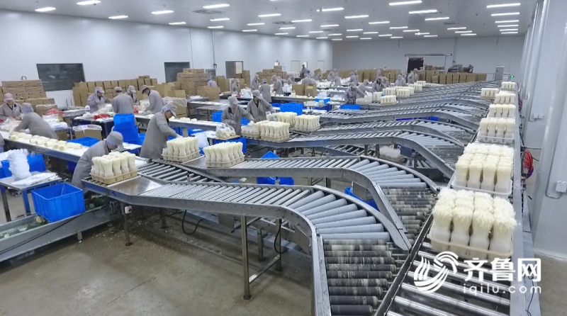 2019年山東農(nóng)業(yè)科技服務(wù)（扶貧）月啟動(dòng)儀式在鄒城舉行，開(kāi)啟技術(shù)推廣新篇章